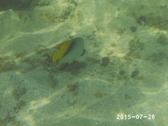 Chaetodon auriga
