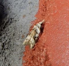 Metacosmesis laxeuta