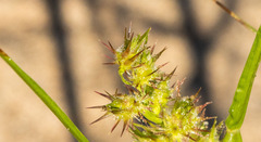 Cenchrus longispinus