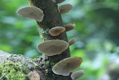 Hexagonia tenuis