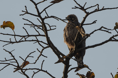 Hieraaetus wahlbergi