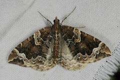 Eulithis prunata