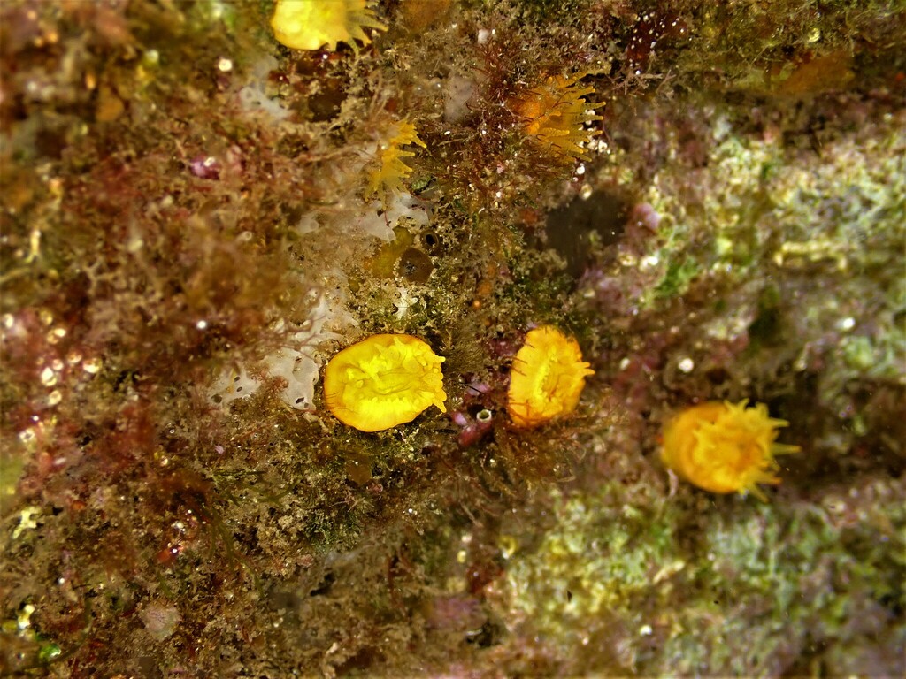 Scarlet-and-gold Star Coral