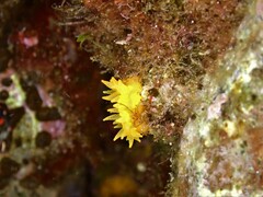 Balanophyllia regia