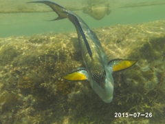 Acanthurus sohal