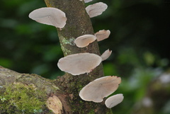Hexagonia tenuis