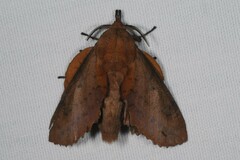 Gastropacha quercifolia