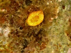 Balanophyllia regia