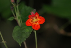 Achimenes pedunculata