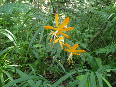 Crocosmia aurea