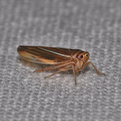 Idiodonus kennicotti