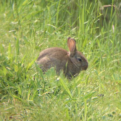 Oryctolagus cuniculus