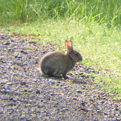 Oryctolagus cuniculus
