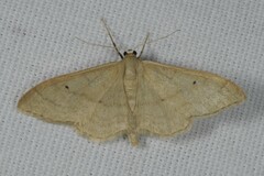 Idaea straminata