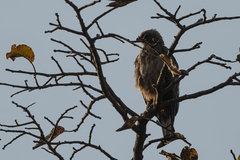 Hieraaetus wahlbergi