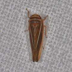 Idiodonus kennicotti