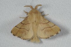 Malacosoma neustria