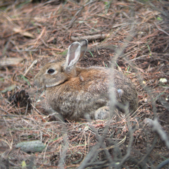 Oryctolagus cuniculus