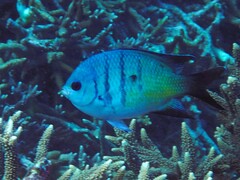 Abudefduf whitleyi