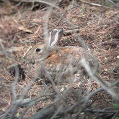 Oryctolagus cuniculus