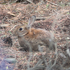 Oryctolagus cuniculus