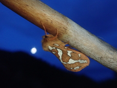 Gazoryctra macilentus