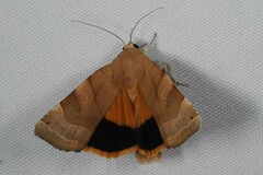 Noctua fimbriata