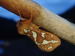 Gazoryctra macilentus