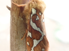 Gazoryctra macilentus