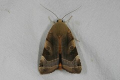 Noctua fimbriata