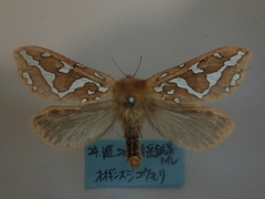 Gazoryctra macilentus