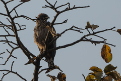 Hieraaetus wahlbergi