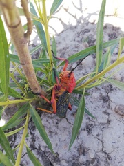 Phymateus morbillosus