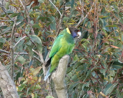 Barnardius zonarius semitorquatus