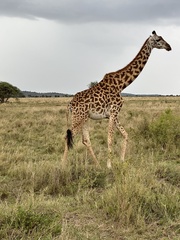 Giraffa camelopardalis tippelskirchi