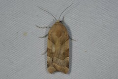 Noctua fimbriata