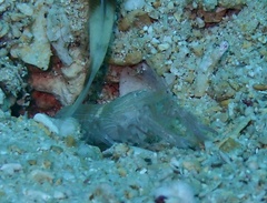 Alpheidae
