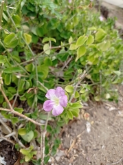 Asystasia gangetica