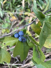 Cocculus orbiculatus
