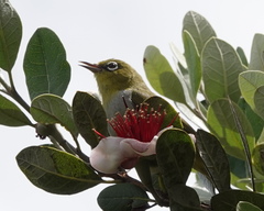 Zosterops lateralis chloronotus