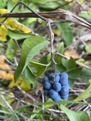 Cocculus orbiculatus