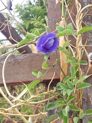 Clitoria ternatea ternatea