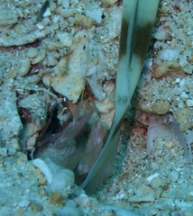 Alpheidae
