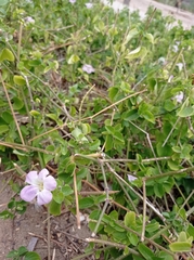 Asystasia gangetica
