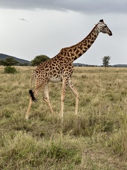 Giraffa camelopardalis tippelskirchi