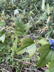 Cocculus orbiculatus
