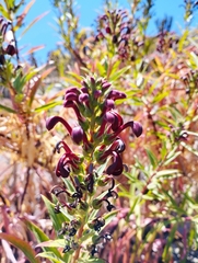 Lobelia polyphylla