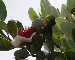 Zosterops lateralis chloronotus