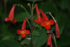 Achimenes pedunculata