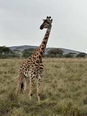Giraffa camelopardalis tippelskirchi